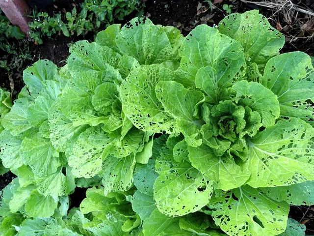 Guide on Sowing, Nurturing, and Reaping Spinach