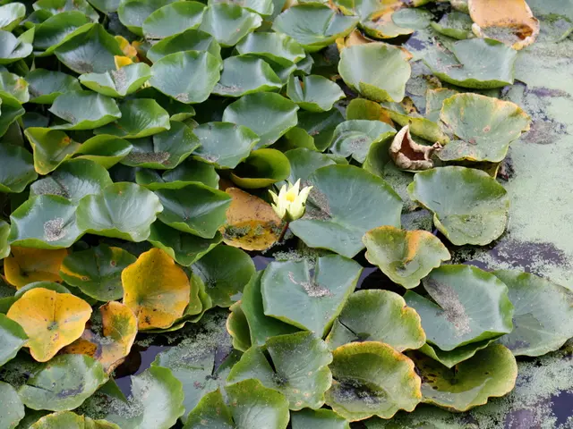 Fifteen Aquatic Plants Suitable for Cultivation in Pots and Basins