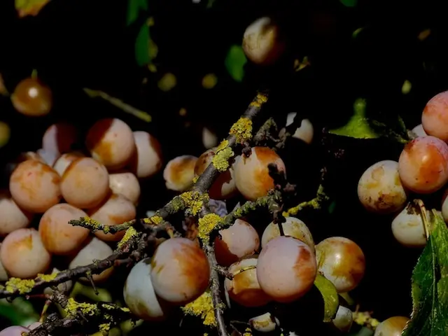 Cultivating Grape Hyacinth (Muscari): A Step-by-Step Guide