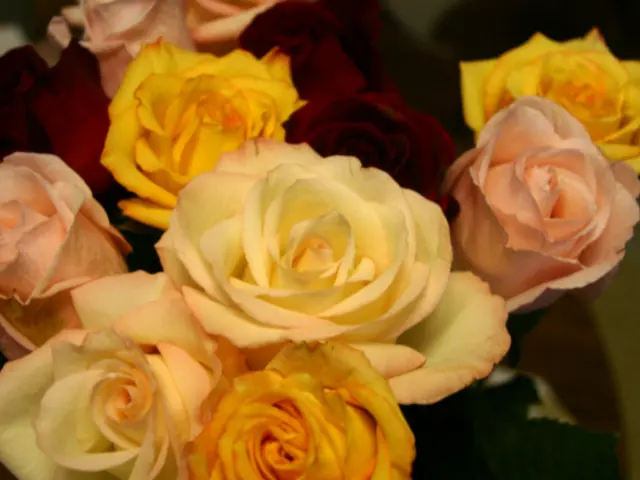 Guide for Timing and Techniques to Trim Roses for Stunning Flower Displays