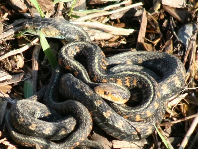 Gardening and Snakes: Effective Methods to Deter Serpent Incursions