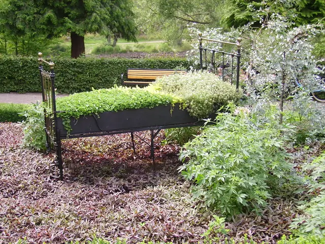 Guidelines for Cultivating Jasmine on a Trellis: Techniques for Training Jasmine Vines