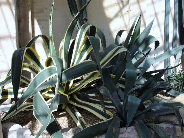 Exploring the Potential of Small Pineapples in Reducing Food Waste