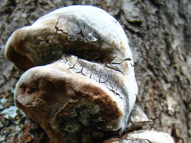 Disease Affecting Plums and Cherries, Known as Black Knot