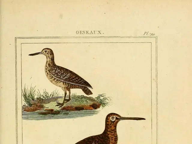 Guidelines for Providing Food for Backyard Birds: A Few Suggestions