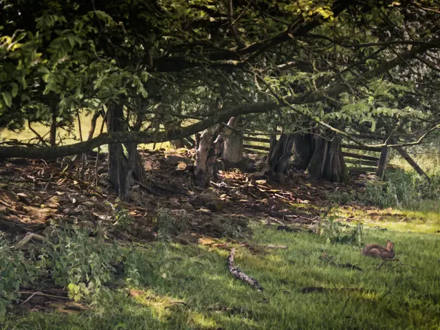 Landscaping Around Your Septic Tank: A Guide