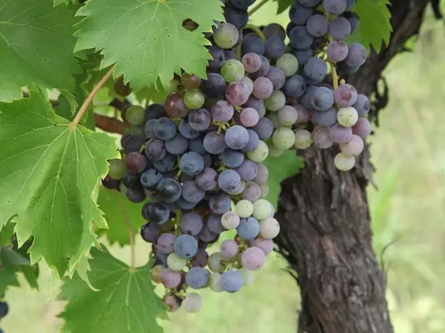 Cultivating and Maintaining Your Home Grapevine during Its Initial Three Growing Periods