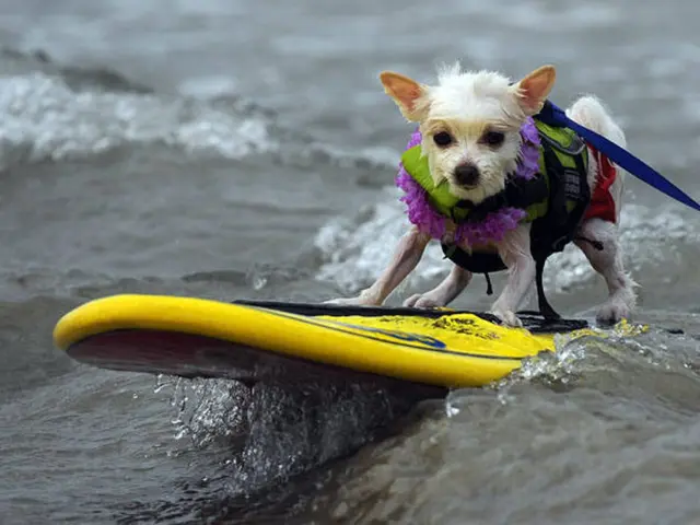 Tips for Paddleboarding with Your Canine Companion