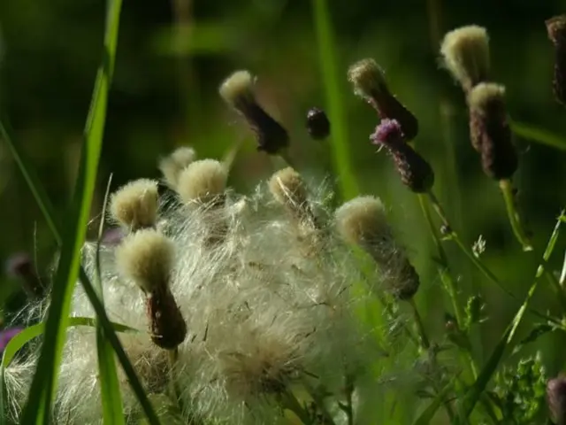 Insightful Details on Organic Agriculture and its Products