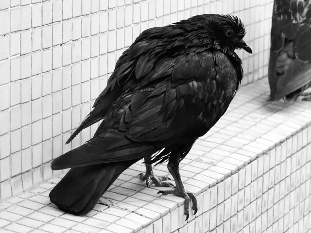 "Experts propose three straightforward solutions to prevent birds from colliding with windows,...