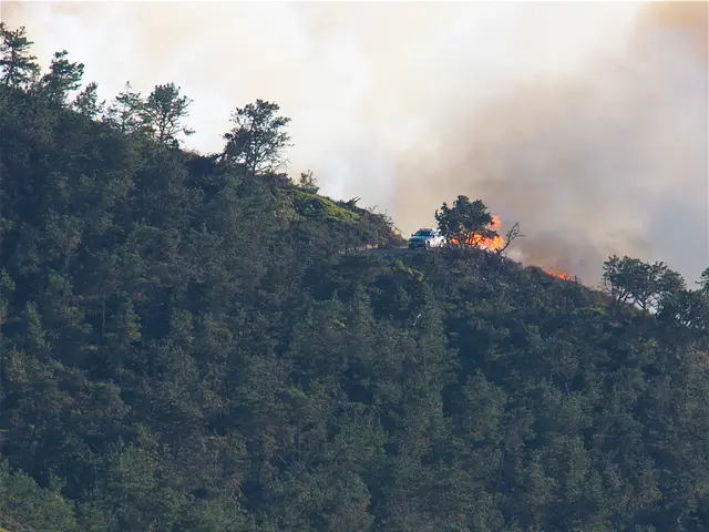 Forest Event Scheduled in Woodland Region for the Year 2025