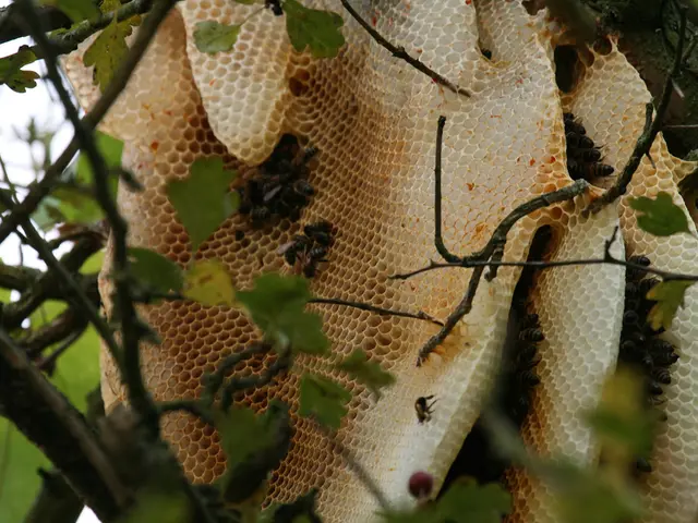 Guideline for Helping Native Bees: Steps You Can Take to Support Pollinators