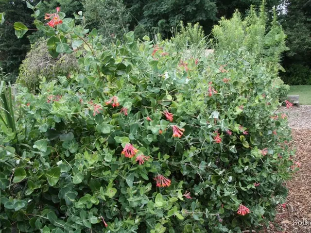 Planting Daffodils in Alabama: Optimal Time and Advice