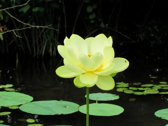 Blooms of Lotus Flowers Happen in August