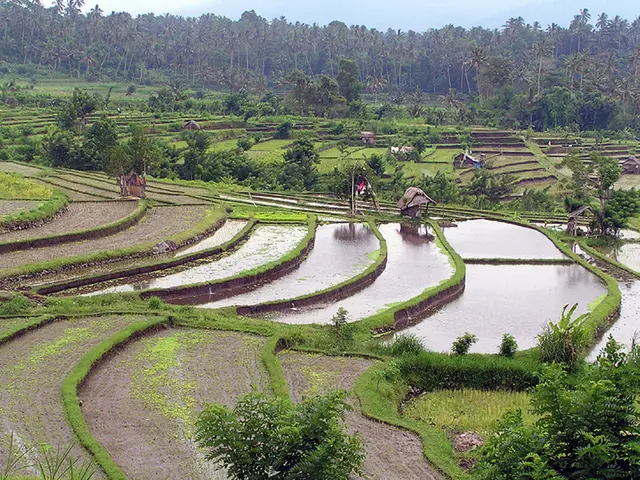 Immerse in nature's tranquility: Understanding the rising trend of forest bathing therapy