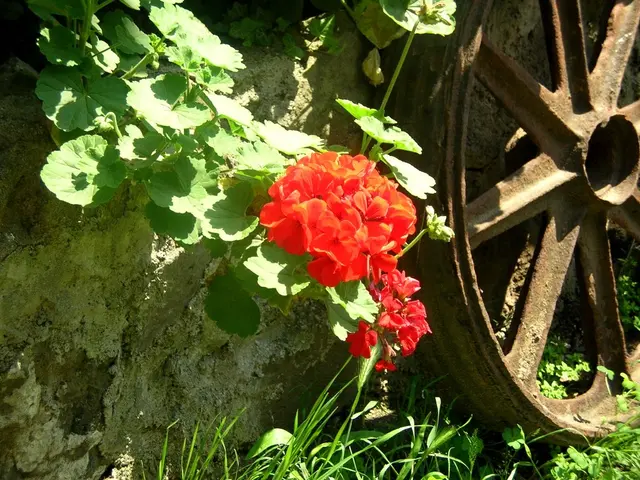 Summer-Surviving and Winter-Hardy Wheeled Garden Planters - Attractive Options for Your Picky...