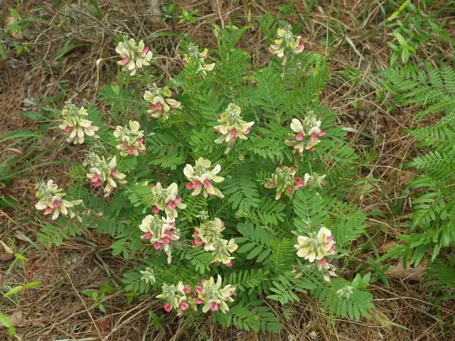 Transitioning Greenery: Shifting from Sphagnum Moss to Garden Soil
