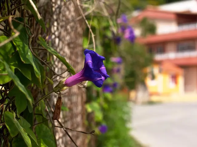 A vibrant floral display, reminiscent of Luis Barragán's architectural style, served as the...