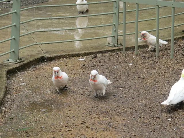 Musical Collective of Grey Parrots - Avian Performing Artist Group