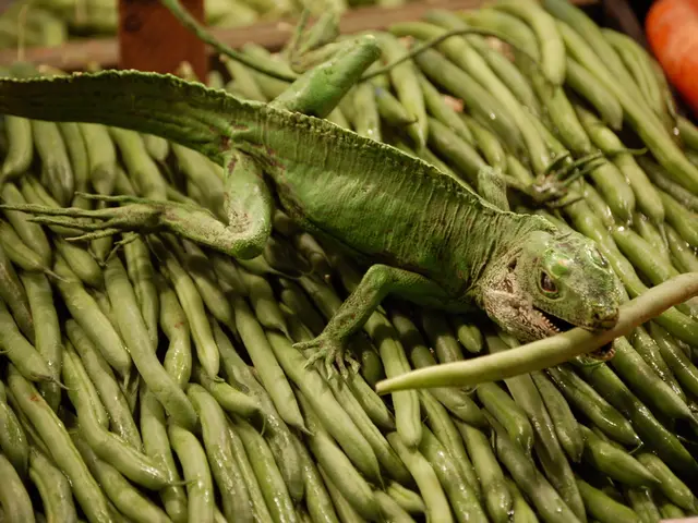 Tiny dragons unveiled, now thriving in reptile haven