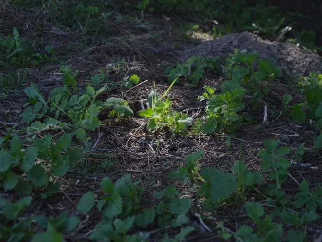 Japanese maple tree leaves transforming to green color is a common occurrence, and it's relatively...