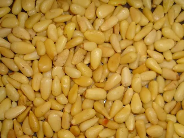 Checking the readiness of your sweetcorn for plump, flavorful cobs: Here are the top methods