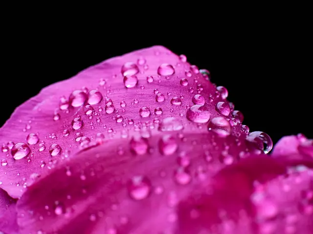 Timeframe and Professional Guidance for Lilies to Bloom in a Vase: Expert's Timeline and Insights