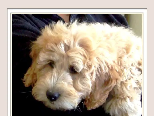 Simplify the process of bathing your canine companion with these expert-recommended tips.