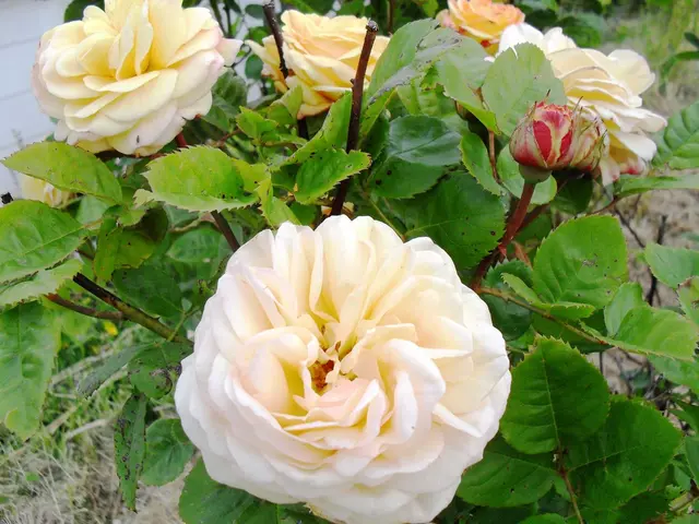 Unwanted Vegetation: A Look at the 5 Common Species Invading Your Backyard Flora