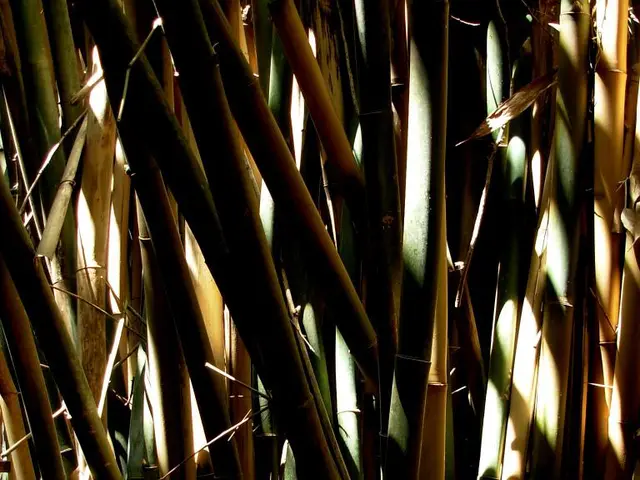 Kris Jenner's Preferred Bamboo Bedding from Cozy Earth is Now 35% Discounted - Purchase Comfort at...