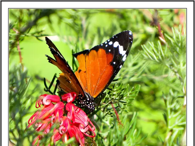 Aid for Autumn Fueling Stations - Annuals and Perennials to Bolster Butterfly Migration