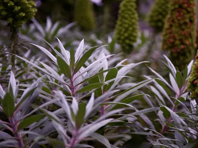 Harmful Shrubs to Steer Clear Of and Preferred Native Species for Healthy Planting