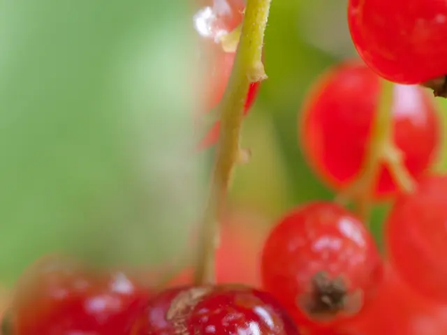In the picture there are cherries to the the branch of a plant and they are of red color.