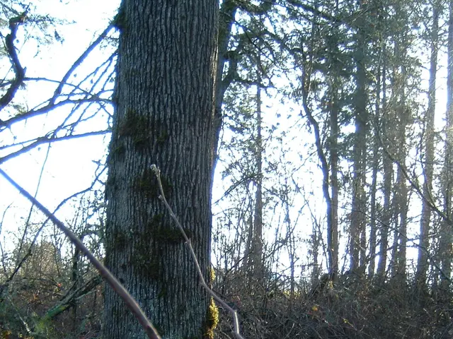 In the image there is a tree trunk and around that there are many dry plants and tall trees.