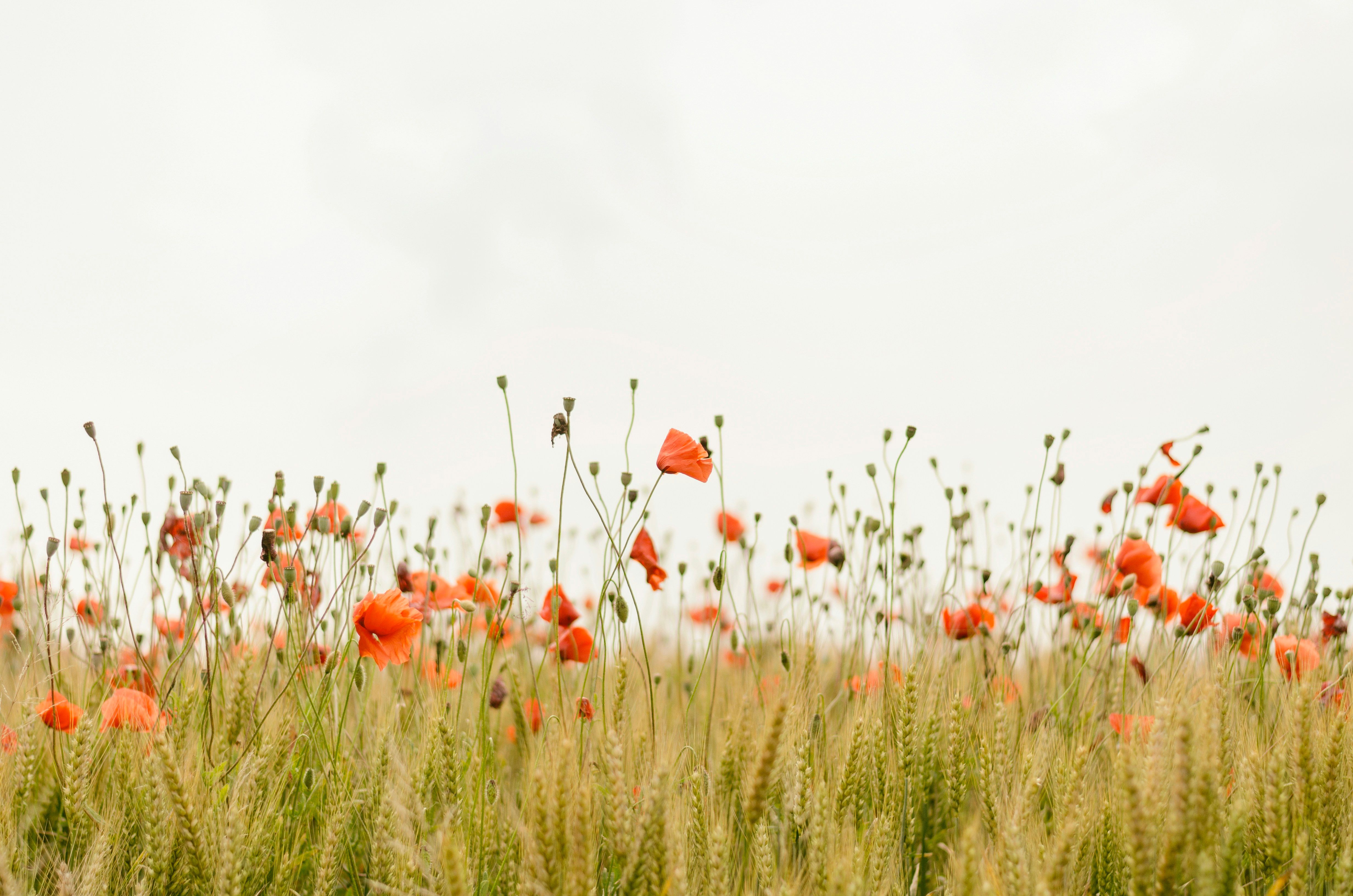 Quick Tips to Prevent Your Canine Companion from Wrecking Your Flower Bed