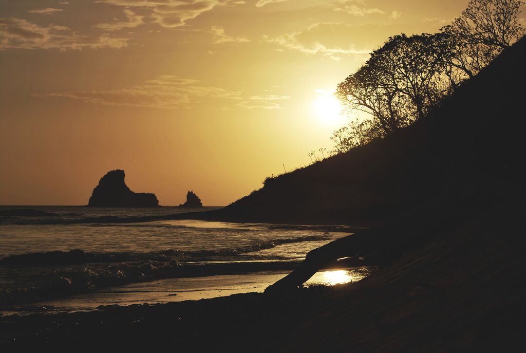 Essential Insights into Clematis Cultivation: Strategies for Planting, Maintenance, and Pruning, as...