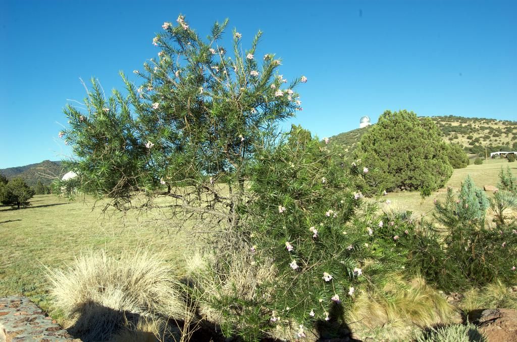 Effortlessly assemble an awe-inspiring DIY Halloween skull in a flash – ideal for those urgent...
