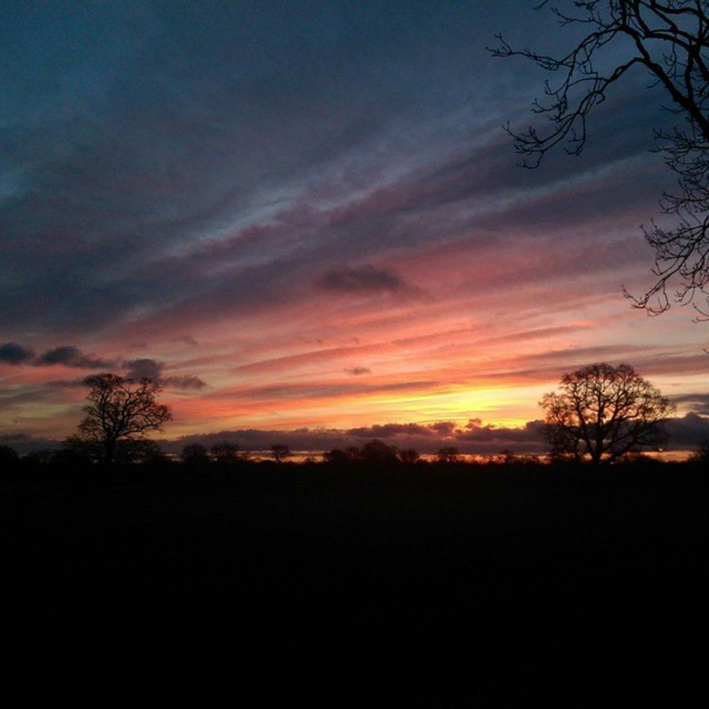 Quick-Expanding Evergreen Trees Offering Instant Privacy: