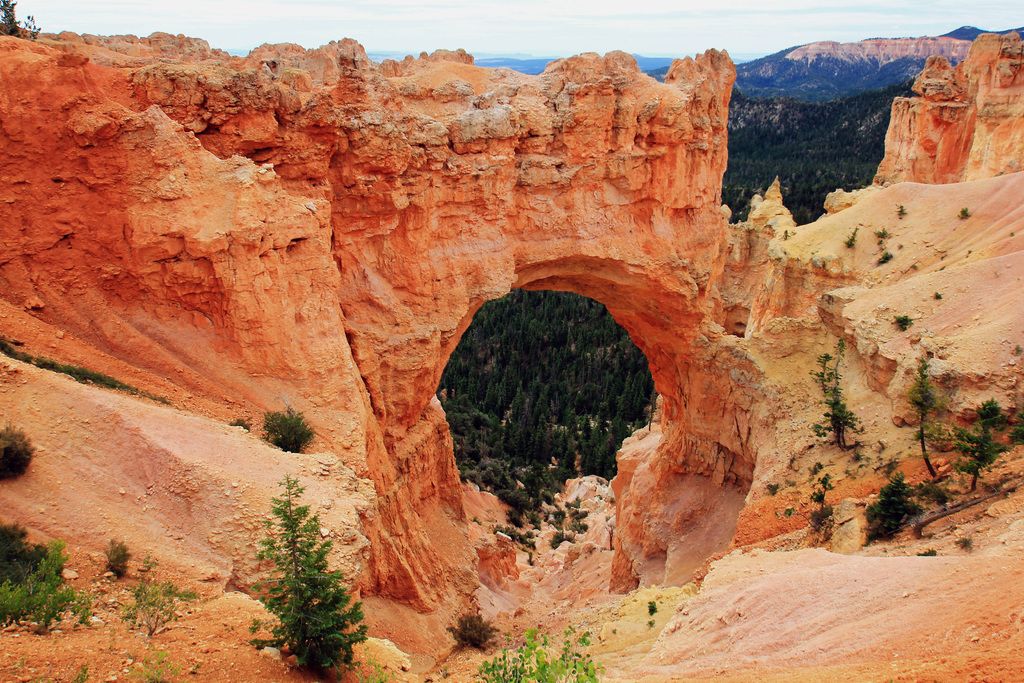 Draw in beneficial pollinators to your garden with these recommended plants favored by butterflies: